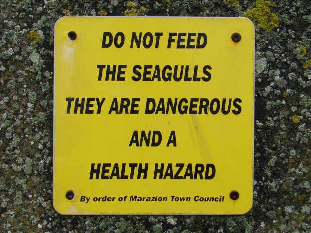 No seagull feeding