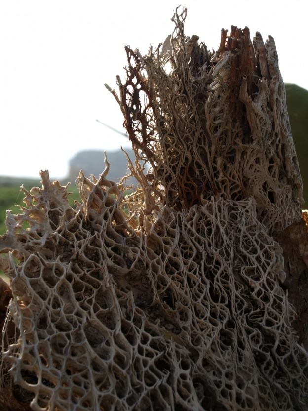 Decaying cactus